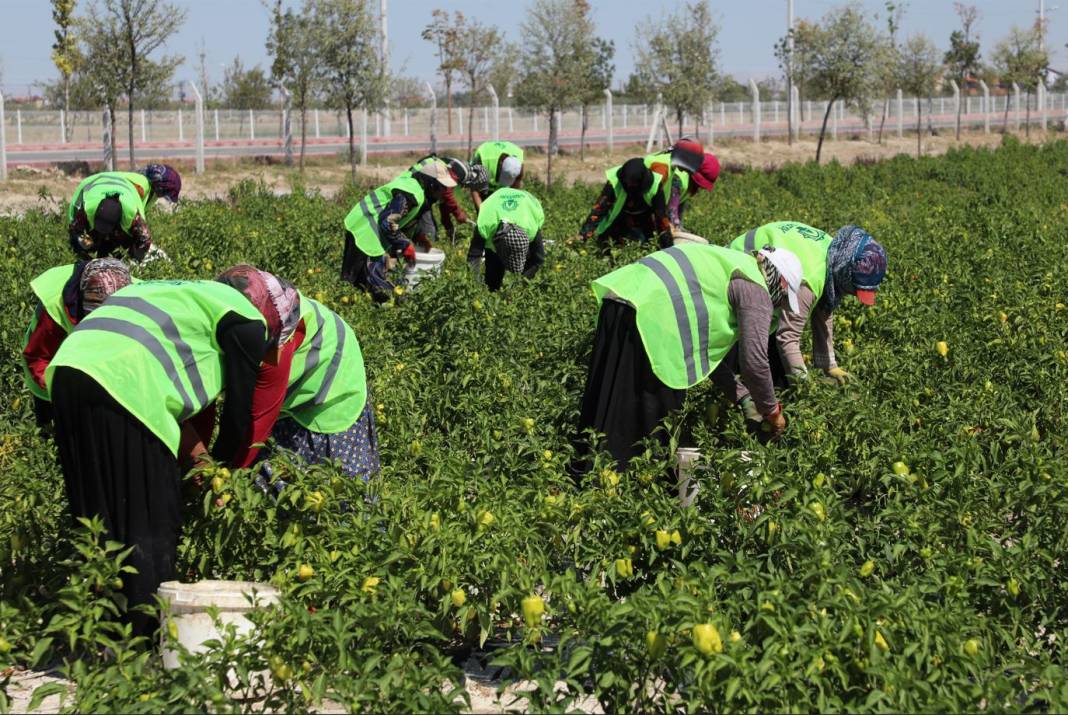 Binlerce Yıllık Ata Tohumları Karatay’da Hayat Buluyor 1